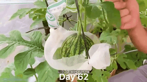 西瓜嫁接栽培技术视频，如何高效掌握关键步骤？-图2