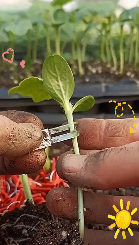 西瓜嫁接栽培技术视频，如何高效掌握关键步骤？-图3