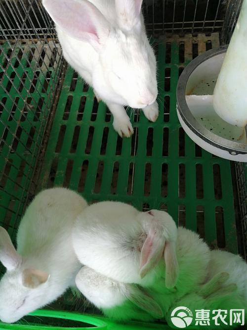 临沂獭兔价格最新走势如何？-图3