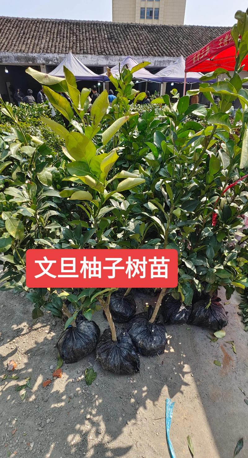 柚子树有哪些新品种？-图2