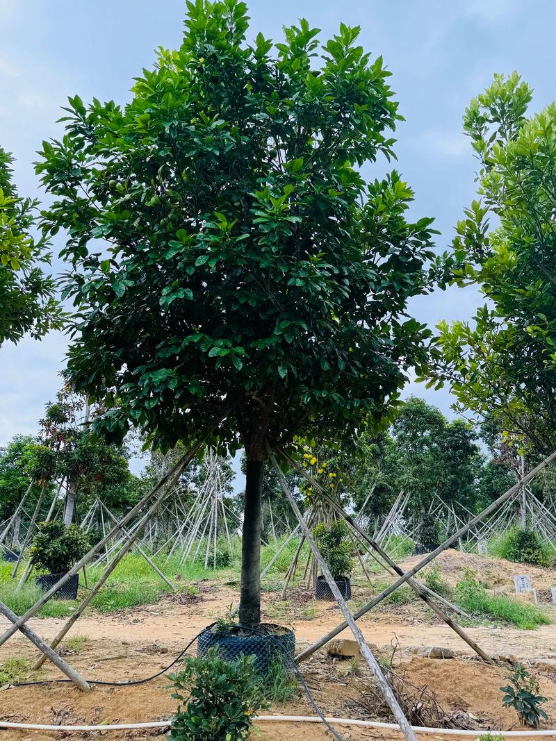 柚子树有哪些新品种？-图3