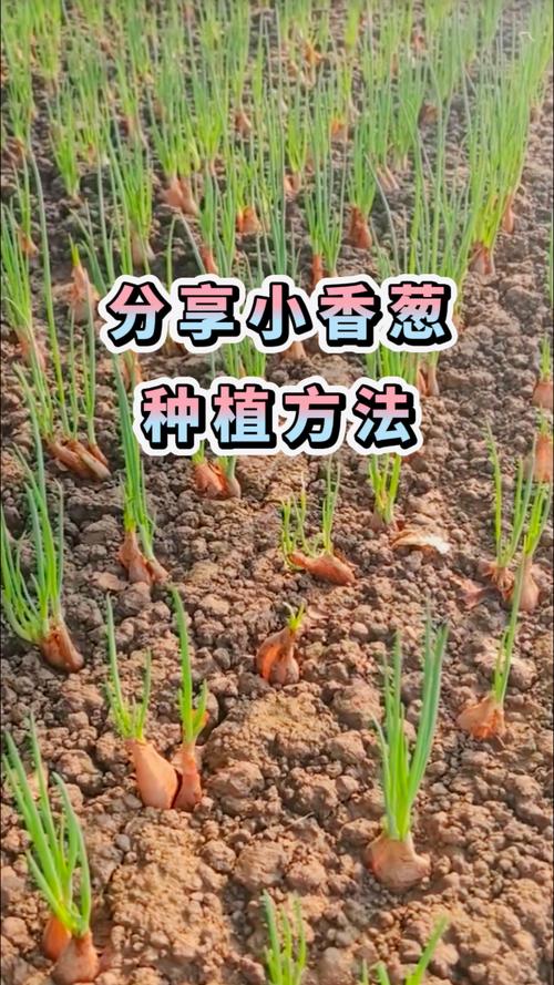 家庭盆栽香葱怎么种才茂盛？-图1