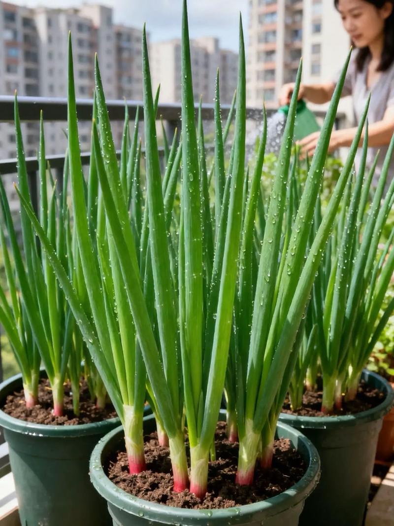 家庭盆栽香葱怎么种才茂盛？-图2