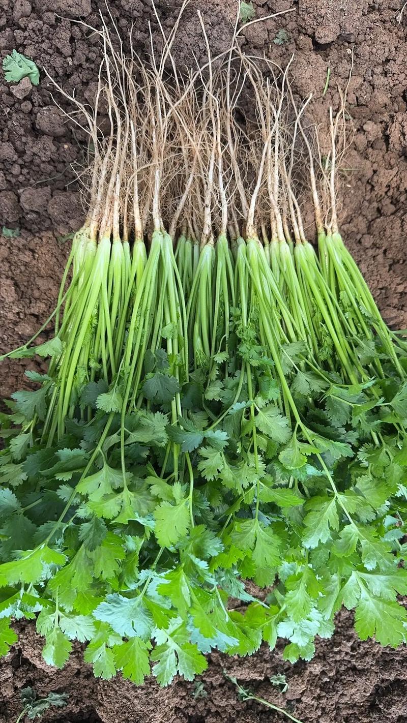 香菜夏天大棚种植如何高产？-图2