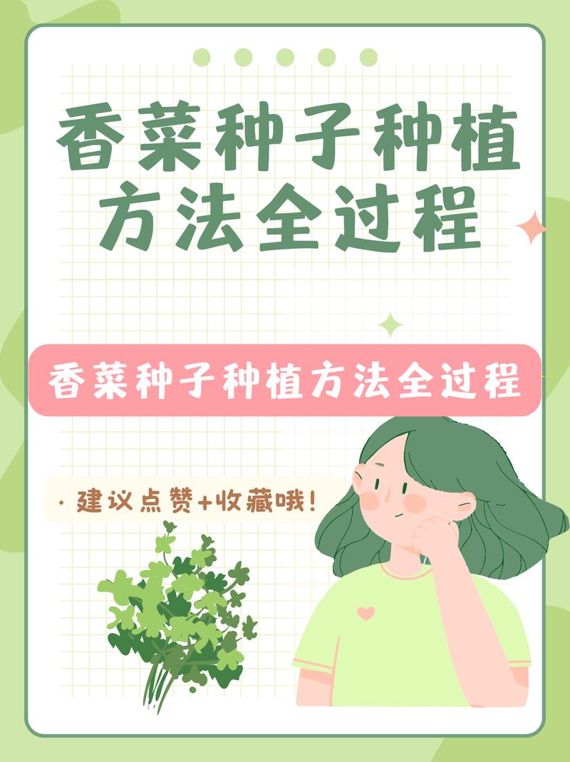 香菜夏天大棚种植如何高产？-图3
