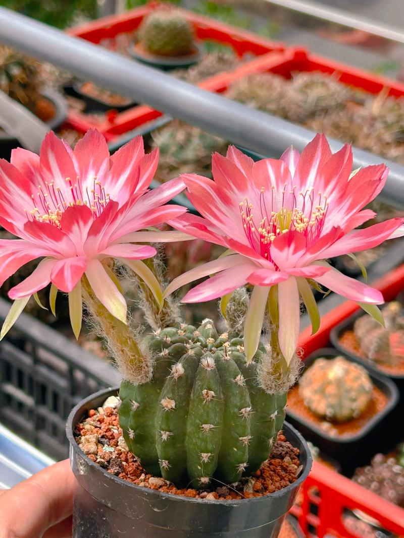 白天开花的仙人球有哪些常见品种？-图1