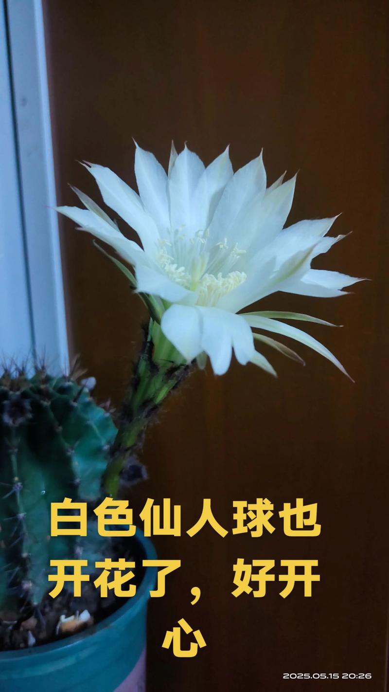 白天开花的仙人球有哪些常见品种？-图3