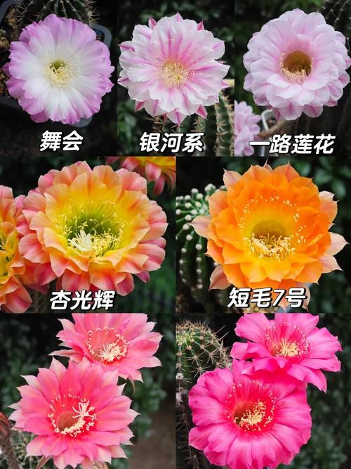白天开花的仙人球有哪些常见品种？-图2
