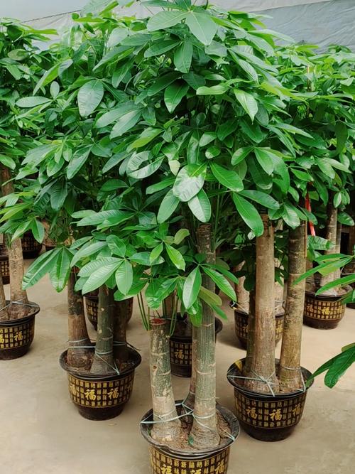 哪种发财树品种好养又旺财？-图3