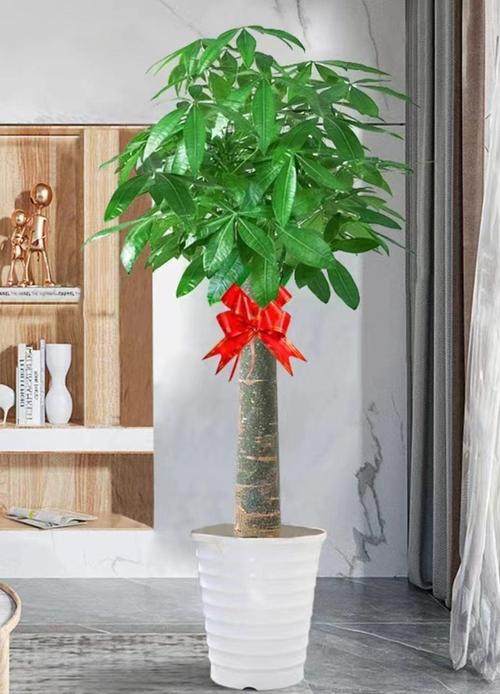 哪种发财树品种好养又旺财？-图2