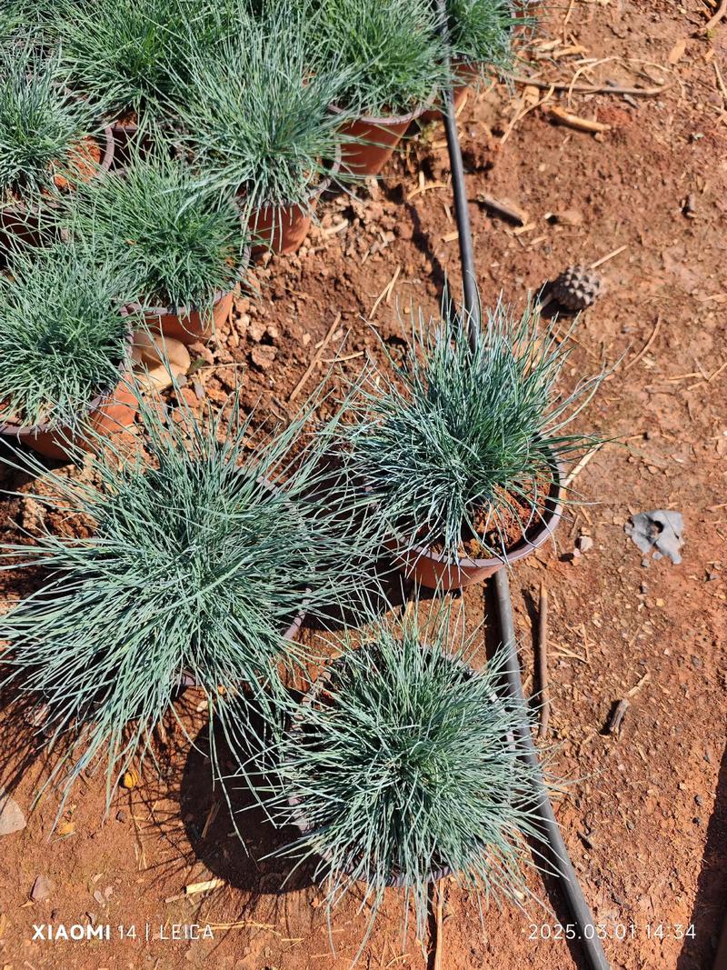 蓝羊茅哪个品种最蓝？-图1