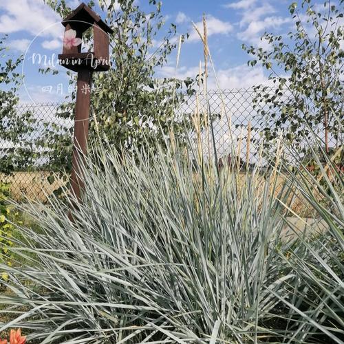 蓝羊茅哪个品种最蓝？-图2