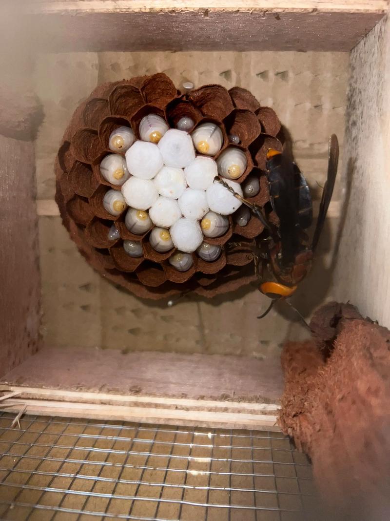 胡蜂养殖技术在线公开，如何高效学习应用？-图1