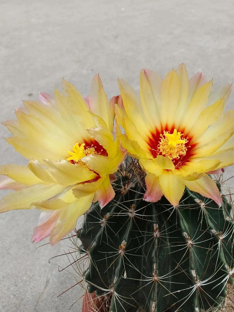 哪些仙人掌能开花？-图1