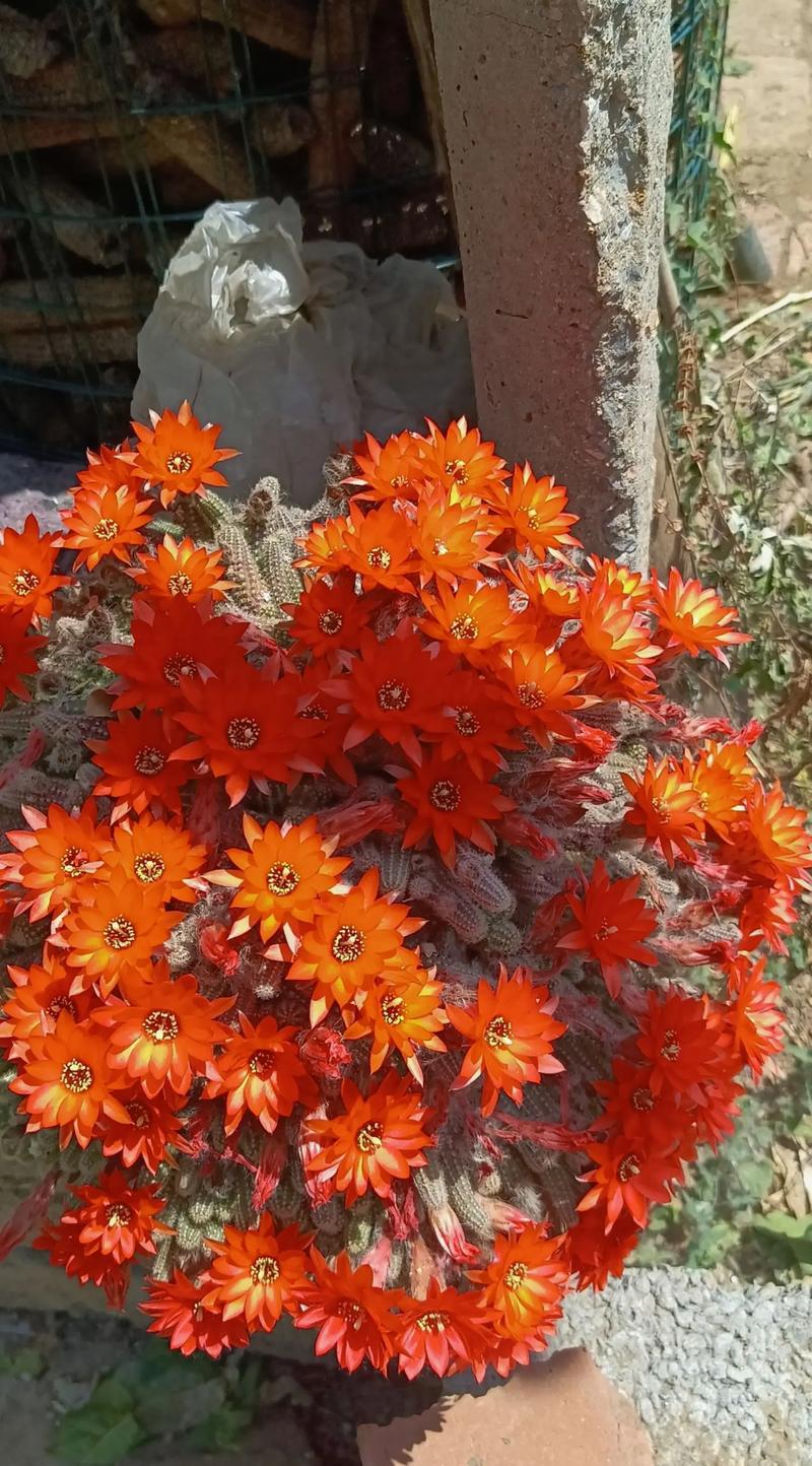 哪些仙人掌能开花？-图2