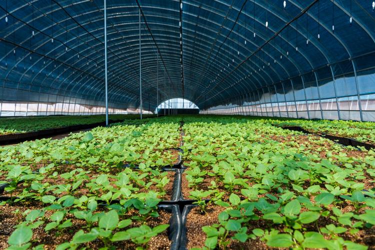 春季大棚土豆怎么种才高产？-图3