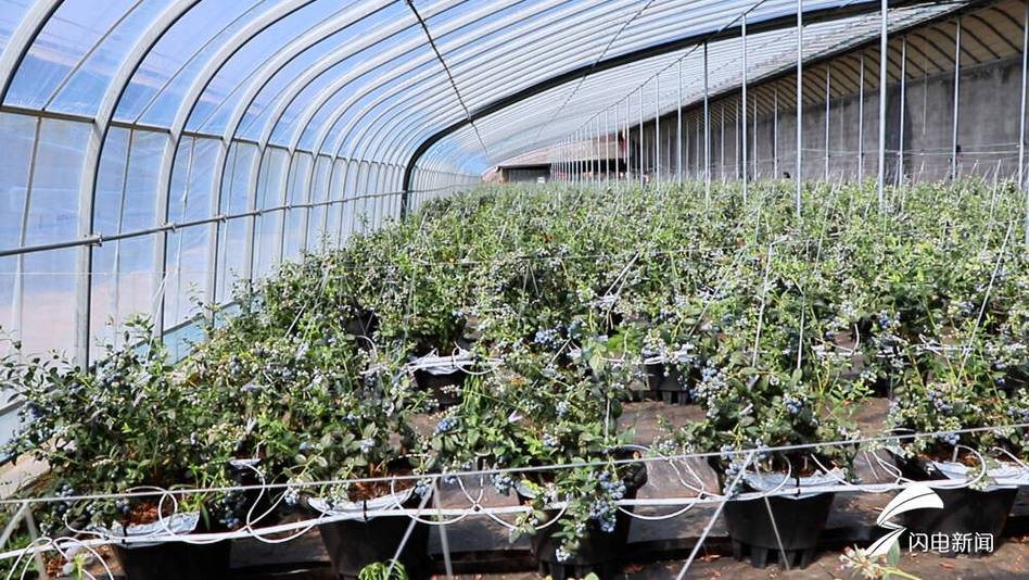 山东大棚蓝莓种植技术-图1