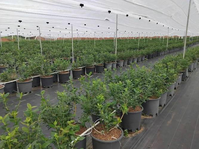 山东大棚蓝莓种植技术-图2