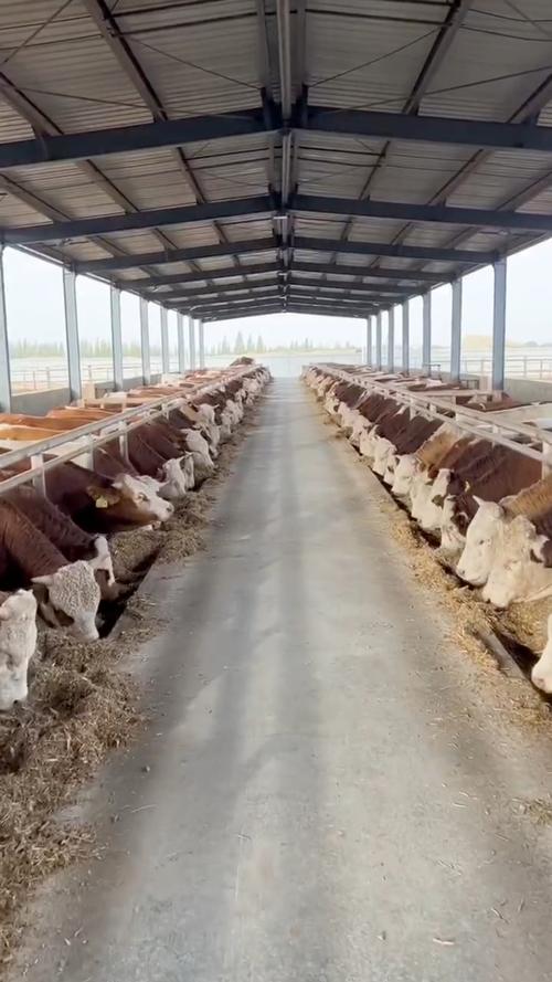肉牛50天快育肥技术靠谱吗？-图1