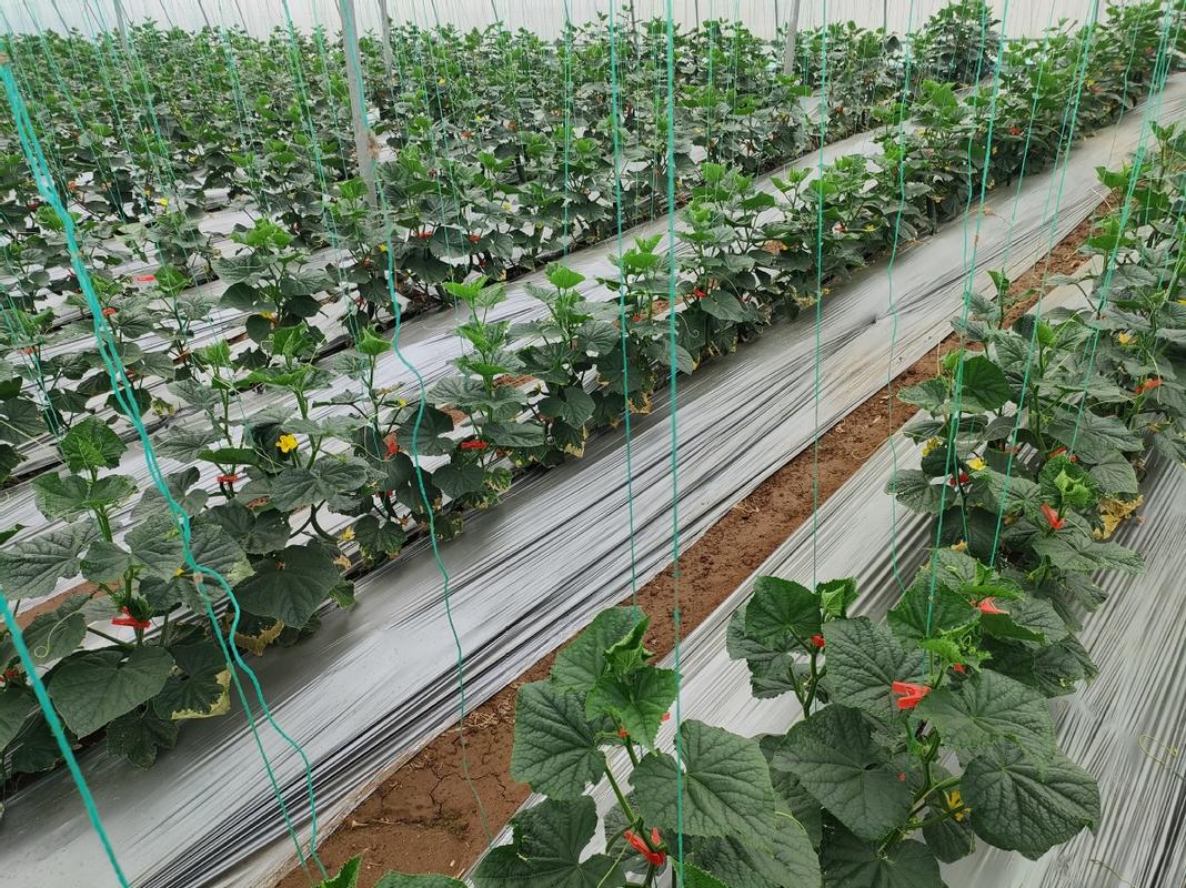 早春大棚黄瓜咋种才高产?-图1 早春大棚黄瓜咋种才高产?-图1