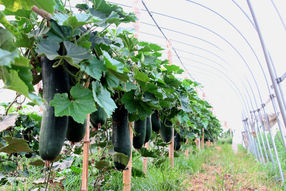 冬瓜高产栽培技术视频有哪些要点?-图2 冬瓜高产栽培技术视频有哪些要点?-图2