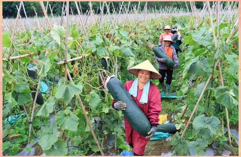 冬瓜高产栽培技术视频有哪些要点?-图1 冬瓜高产栽培技术视频有哪些要点?-图1
