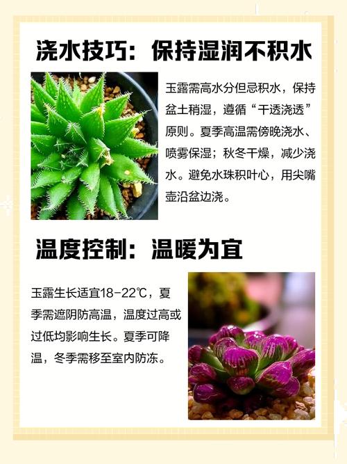 玉露品种怎么区分？对照表看这里！-图2