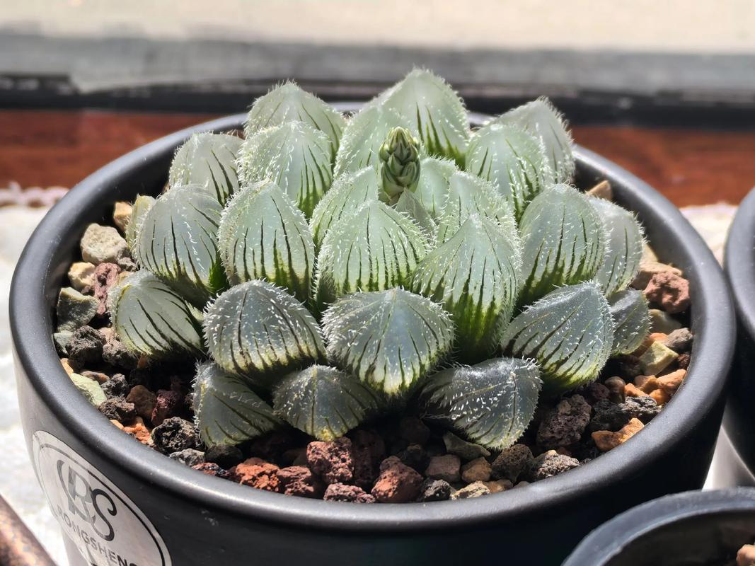 玉露品种怎么区分？对照表看这里！-图1