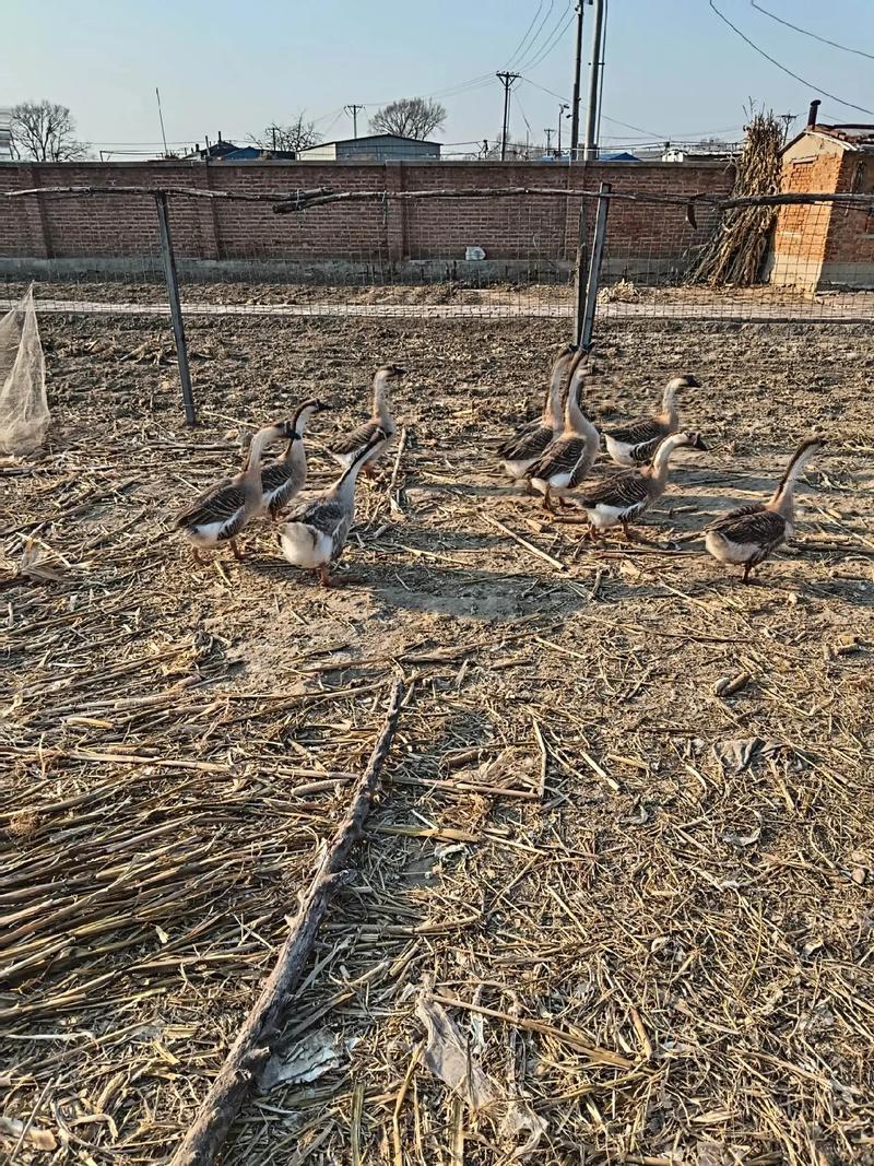 东北大鹅养殖技术视频,新手能学会吗?-图2 东北大鹅养殖技术视频,新手能学会吗?-图2