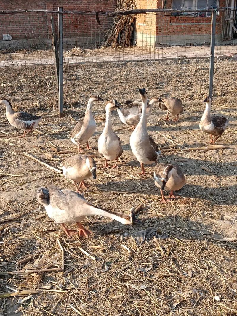 东北大鹅养殖技术视频,新手能学会吗?-图1 东北大鹅养殖技术视频,新手能学会吗?-图1