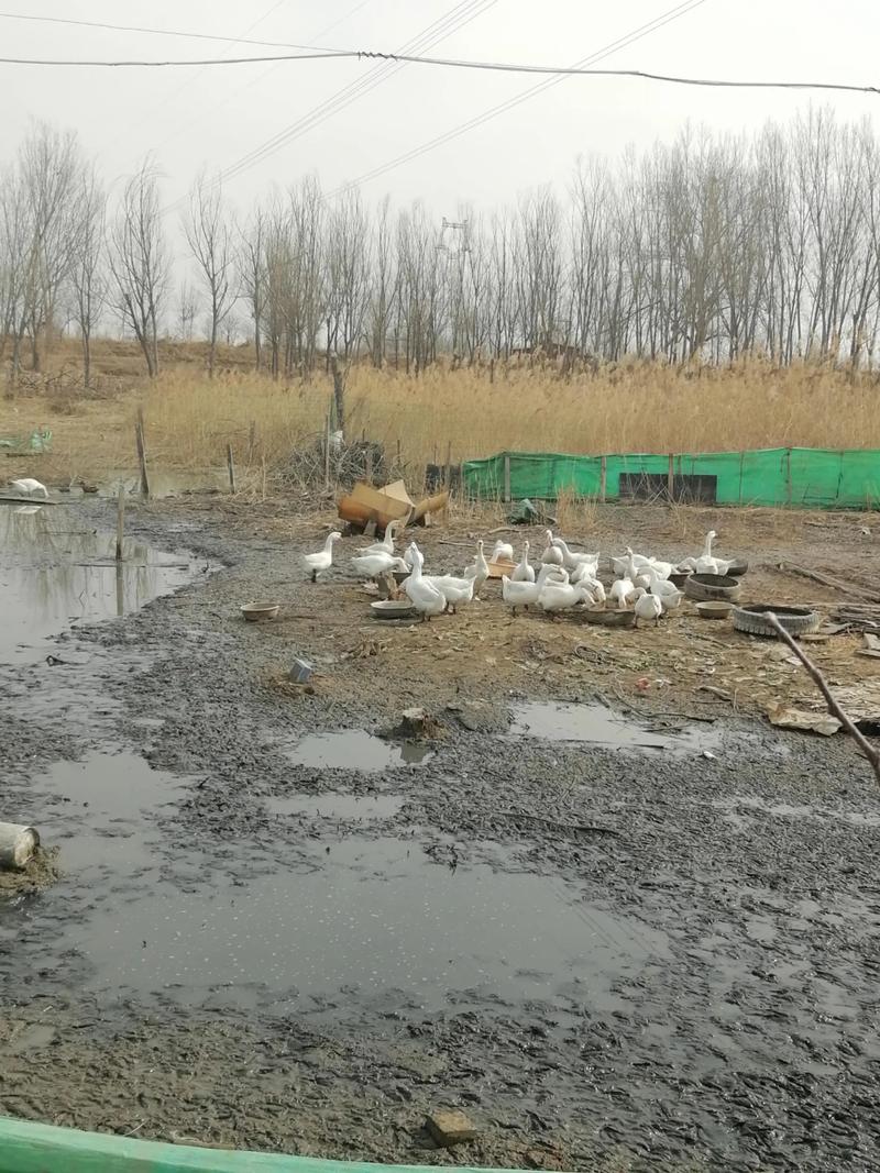 东北大鹅养殖技术视频,新手能学会吗?-图3 东北大鹅养殖技术视频,新手能学会吗?-图3