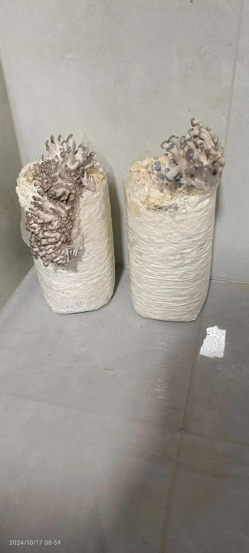 平菇种植视频,新手怎么学?-图1 平菇种植视频,新手怎么学?-图1