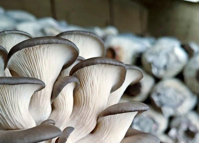 平菇种植视频,新手怎么学?-图2 平菇种植视频,新手怎么学?-图2