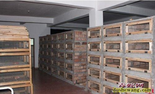 室内木箱养蛇视频,关键步骤有哪些?-图1 室内木箱养蛇视频,关键步骤有哪些?-图1