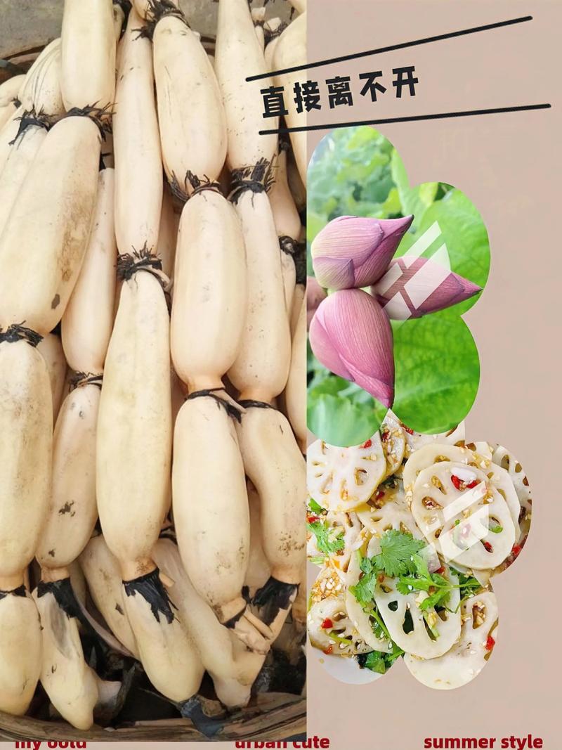 广西浅水莲藕如何高效种植?-图2 广西浅水莲藕如何高效种植?-图2