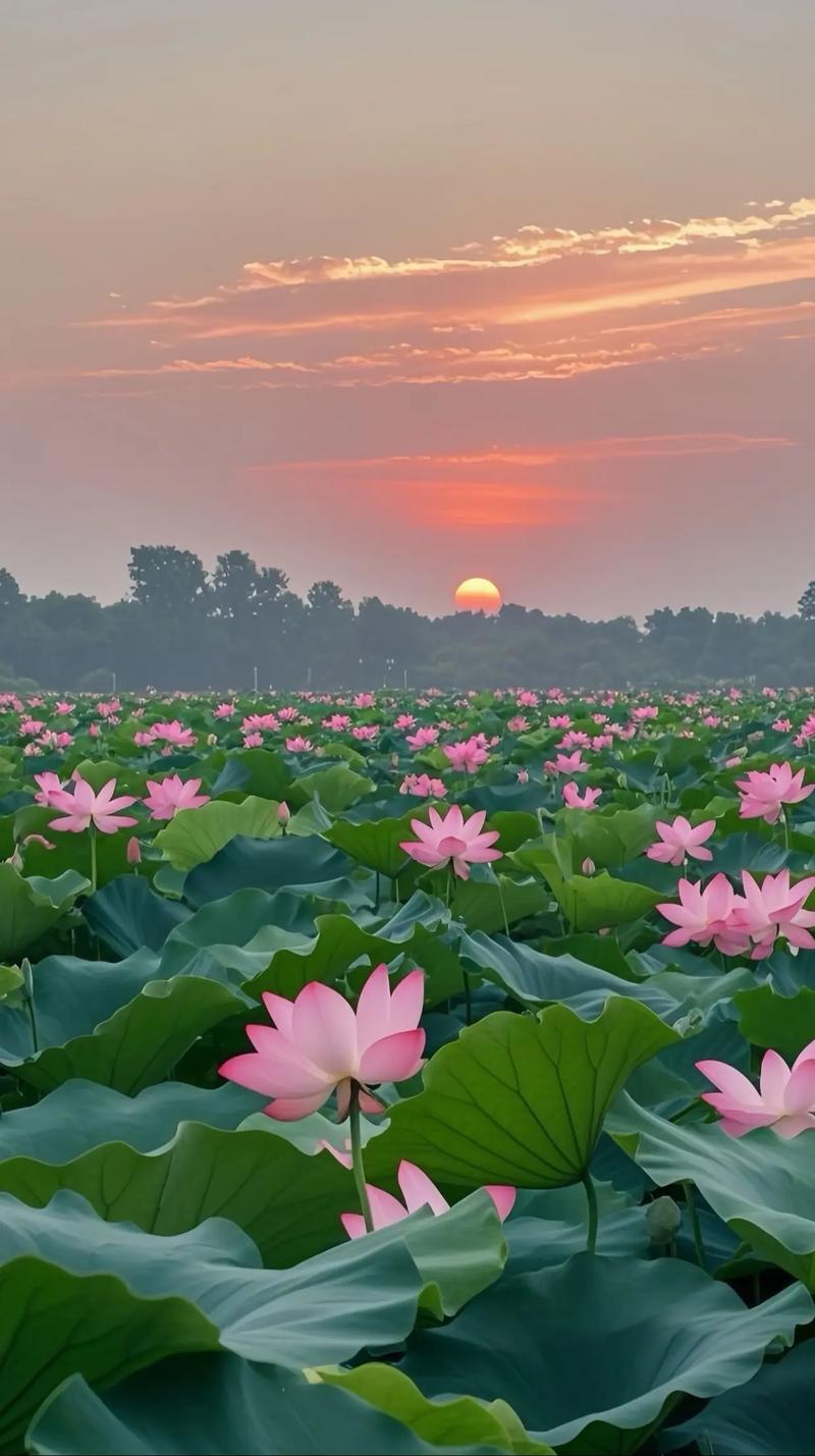 广西浅水莲藕如何高效种植?-图3 广西浅水莲藕如何高效种植?-图3