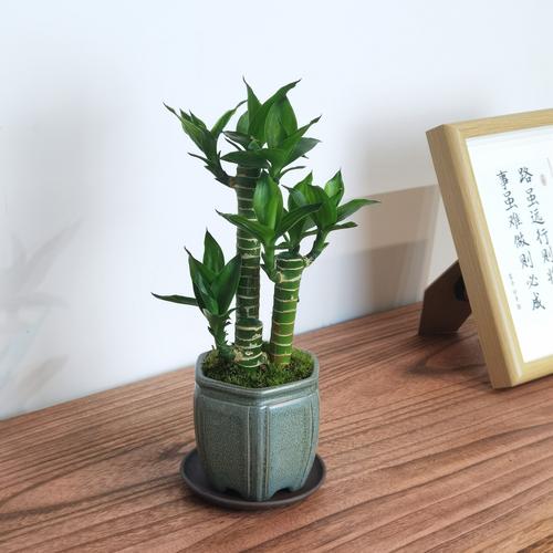 哪种富贵竹品种好？-图1