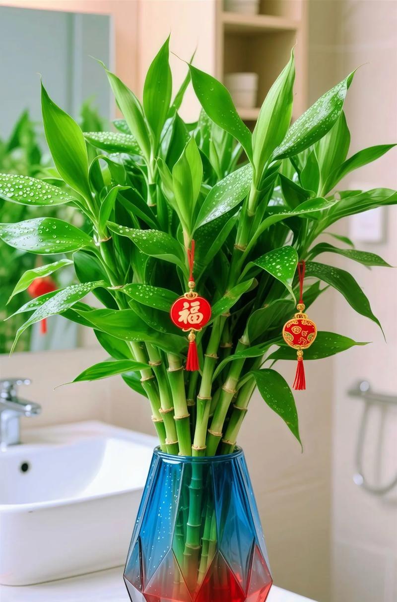 哪种富贵竹品种好？-图2