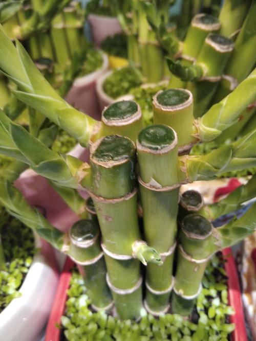 哪种富贵竹品种好？-图3