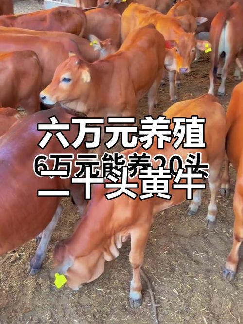 养什么品种牛成本低-图1