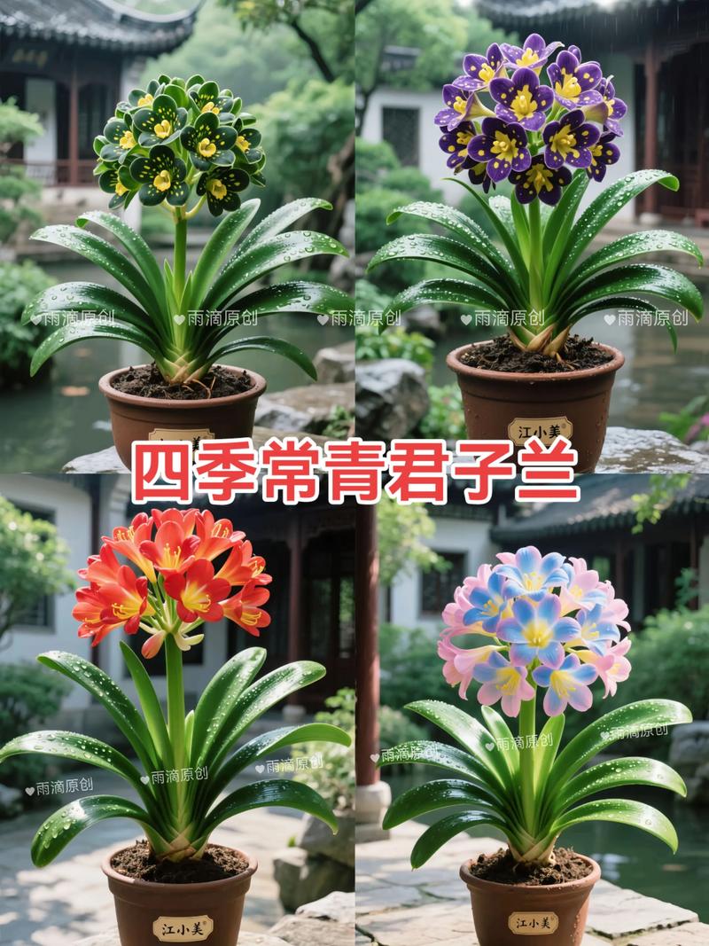 君子兰品种哪里最好?-图1 君子兰品种哪里最好?-图1