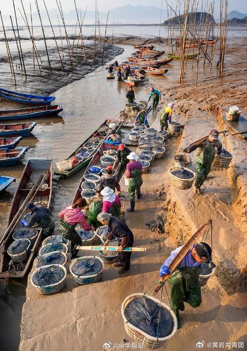 池塘如何高效养殖缢蛏?-图1 池塘如何高效养殖缢蛏?-图1