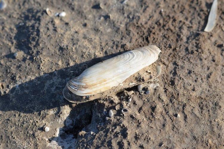 池塘如何高效养殖缢蛏?-图2 池塘如何高效养殖缢蛏?-图2