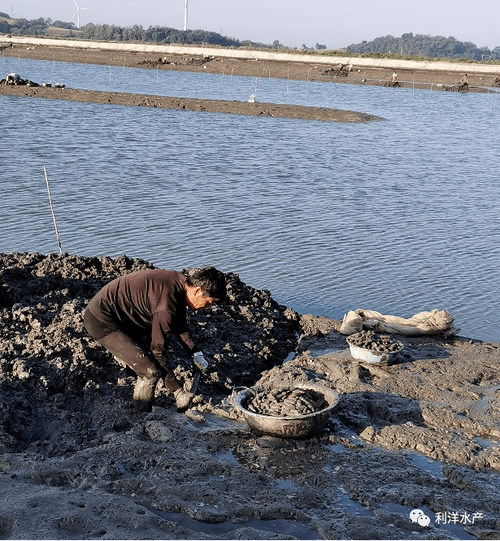 池塘如何高效养殖缢蛏?-图3 池塘如何高效养殖缢蛏?-图3