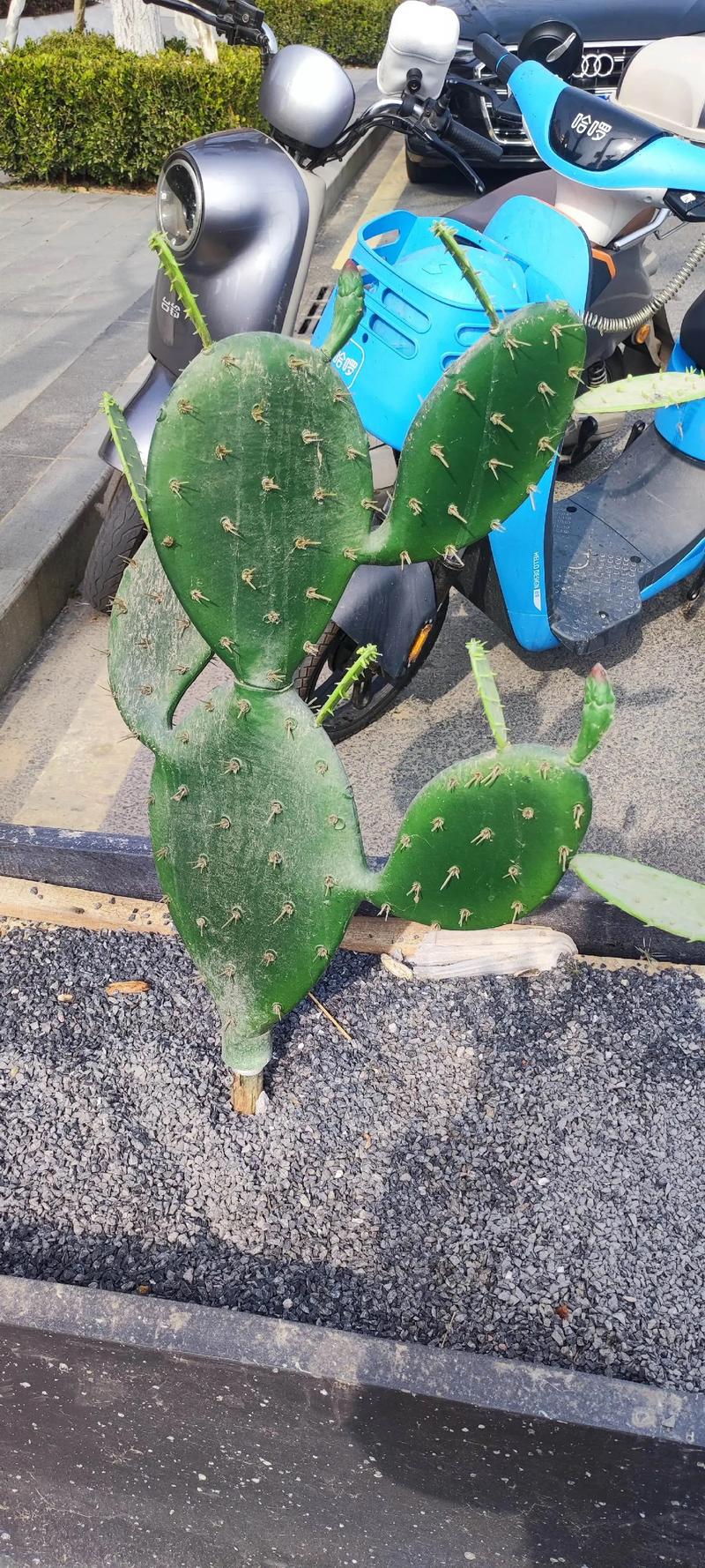 哪些仙人掌品种结果大又好吃？-图1