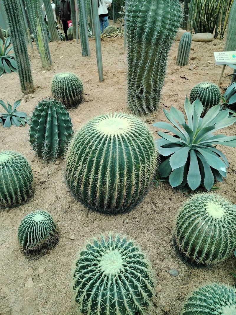 哪些仙人掌品种结果大又好吃？-图2