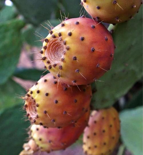 哪些仙人掌品种结果大又好吃？-图3