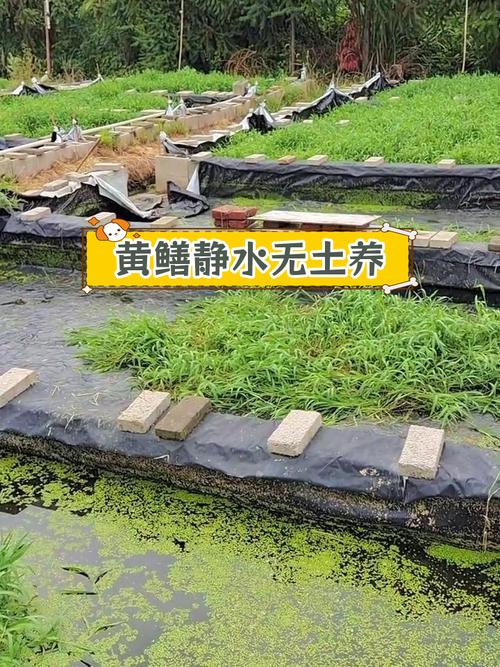 有土生态养殖黄鳝技术如何实现高效?-图1 有土生态养殖黄鳝技术如何实现高效?-图1