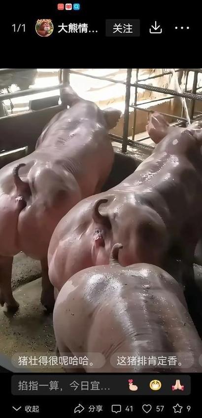 瘦肉型猪有哪些品种-图1