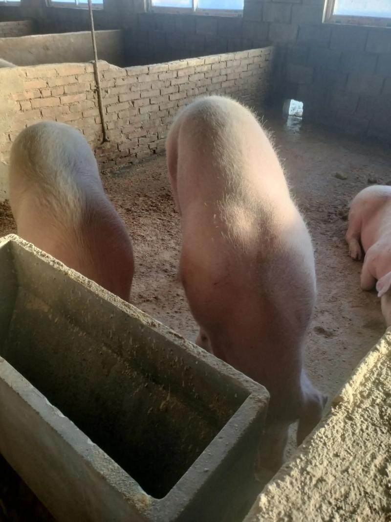 瘦肉型猪有哪些品种-图2